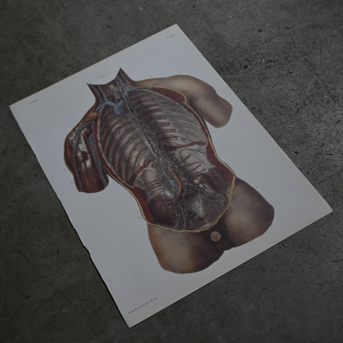 Encyclopedia of Human Anatomy P1-90｛RB-01101｝
