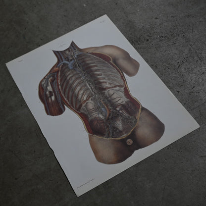 Encyclopedia of Human Anatomy P1-90｛RB-01101｝