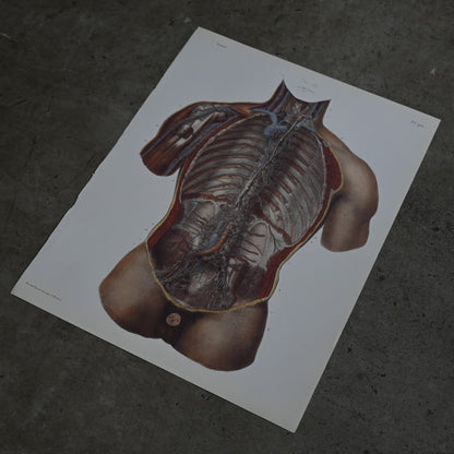 Encyclopedia of Human Anatomy P1-90｛RB-01101｝