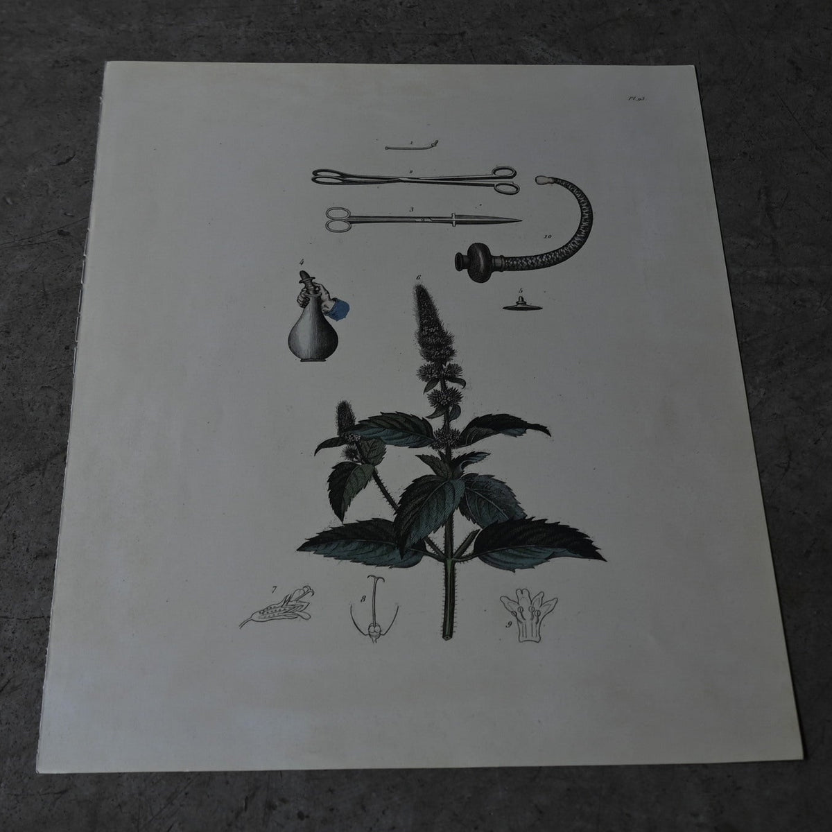 Anatomical Print  PI.93｛RB-01137｝