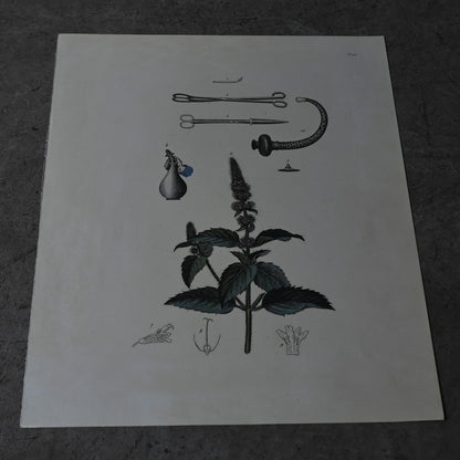 Anatomical Print  PI.93｛RB-01137｝