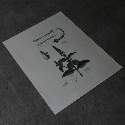 Anatomical Print  PI.93｛RB-01137｝